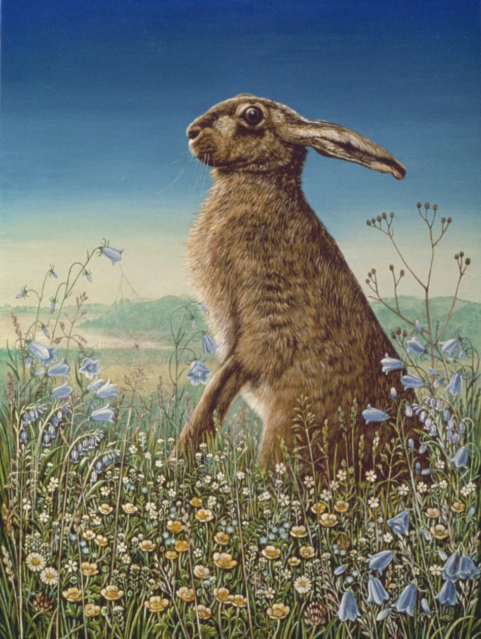 1984年的Hare（面板上的油和蛋彩画） 作者 弗朗西斯·布鲁姆菲尔德