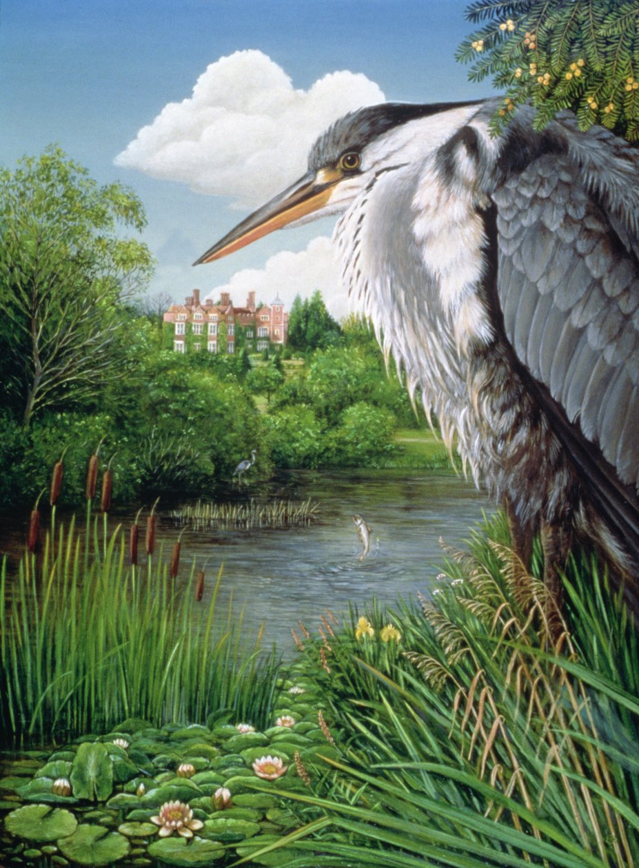 苍鹭在Chilham，1986年（面板上的油和蛋彩画） 作者 弗朗西斯·布鲁姆菲尔德