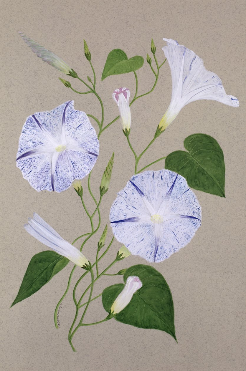 Convolvulus Cneorum 作者 弗朗西斯·巴克兰