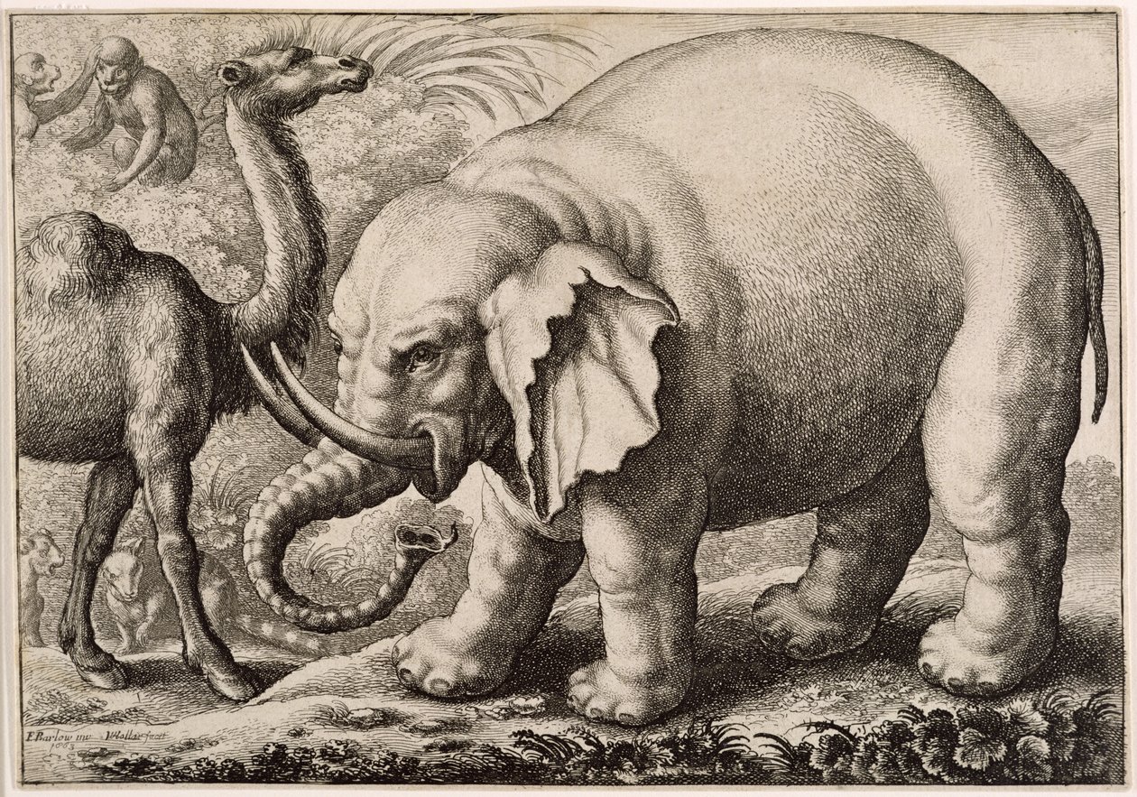 大象和骆驼，由Wenceslaus Hollar（1607-77）1663年雕刻 作者 弗朗西斯·巴洛