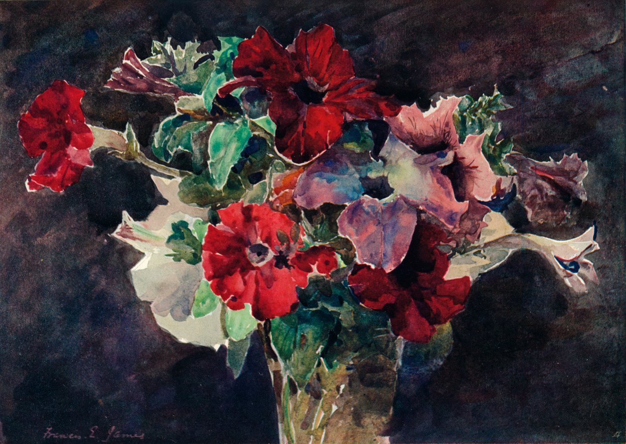 牵牛花，约1869-1906年，1906年 作者 弗朗西斯·爱德华·詹姆斯