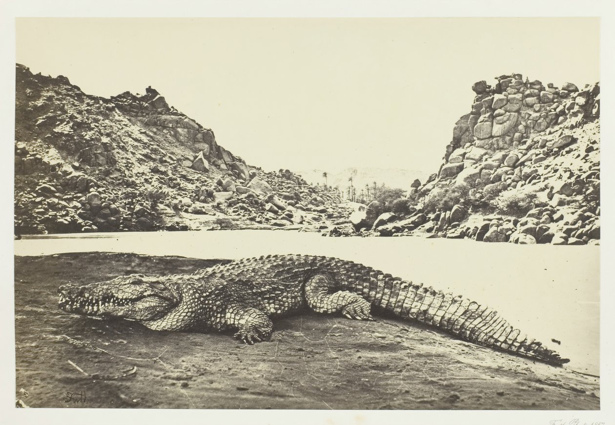 沙岸上的鳄鱼，1857年。 作者 弗朗西斯·弗里斯