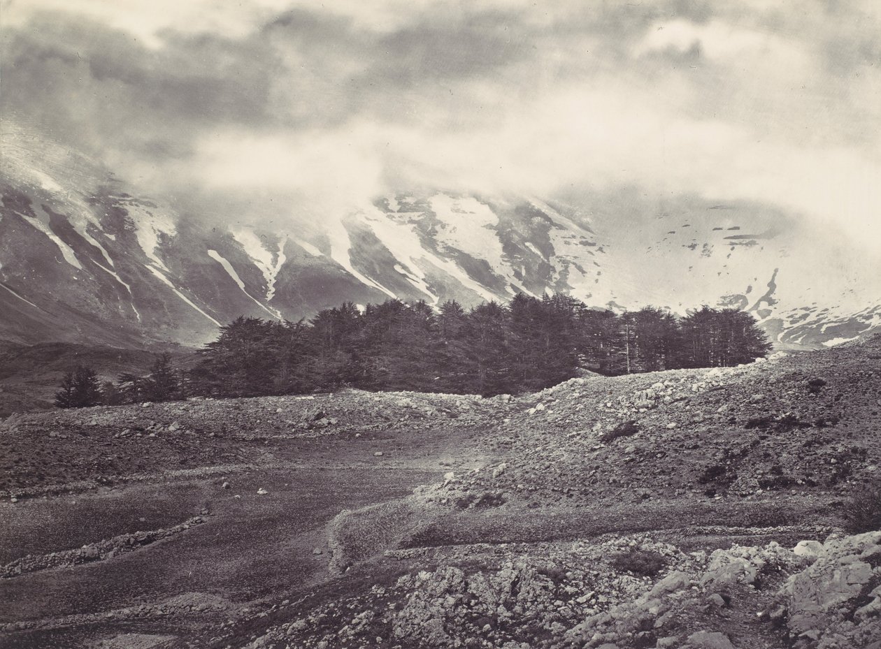 黎巴嫩雪松的远景，约1857年。 作者 弗朗西斯·弗里斯