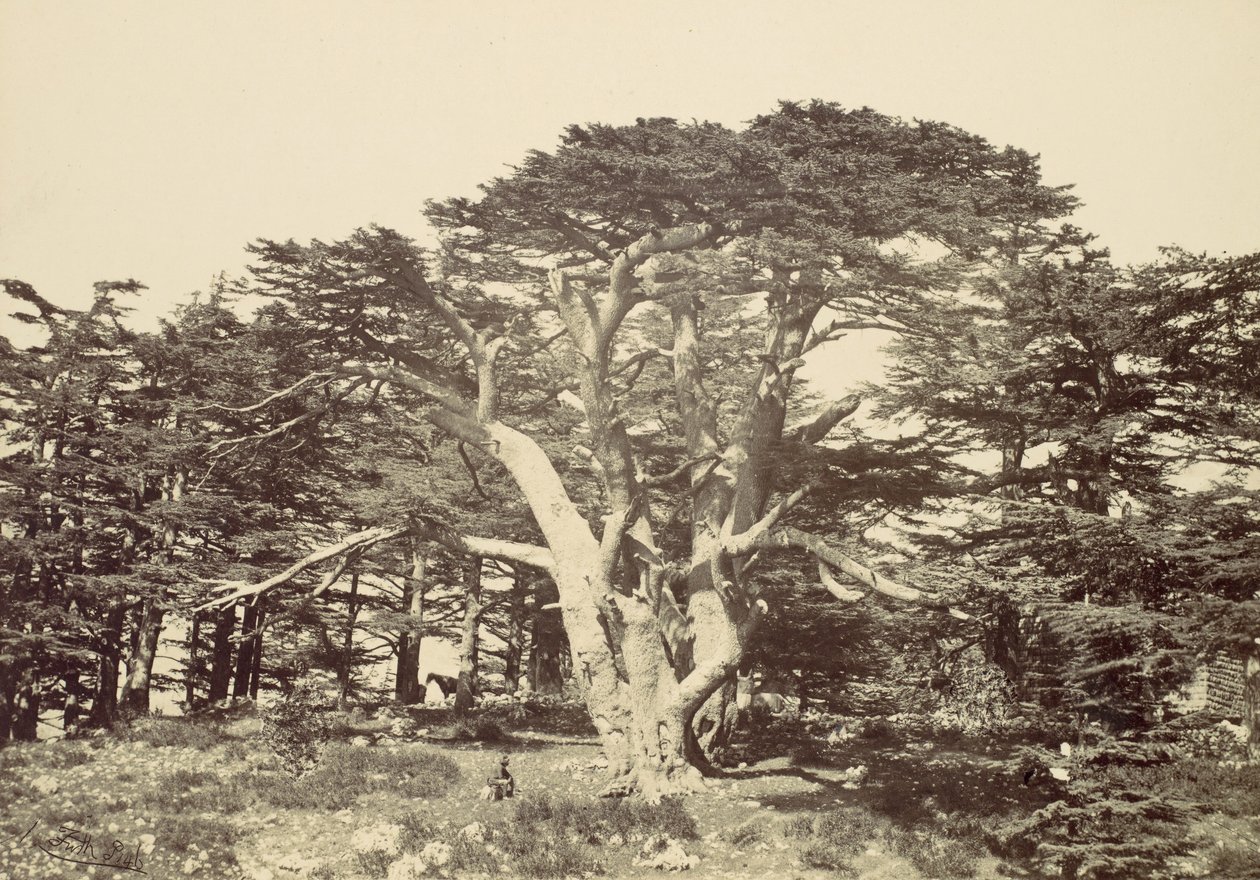 最大的雪松，莱巴农山，1857年。 作者 弗朗西斯·弗里斯