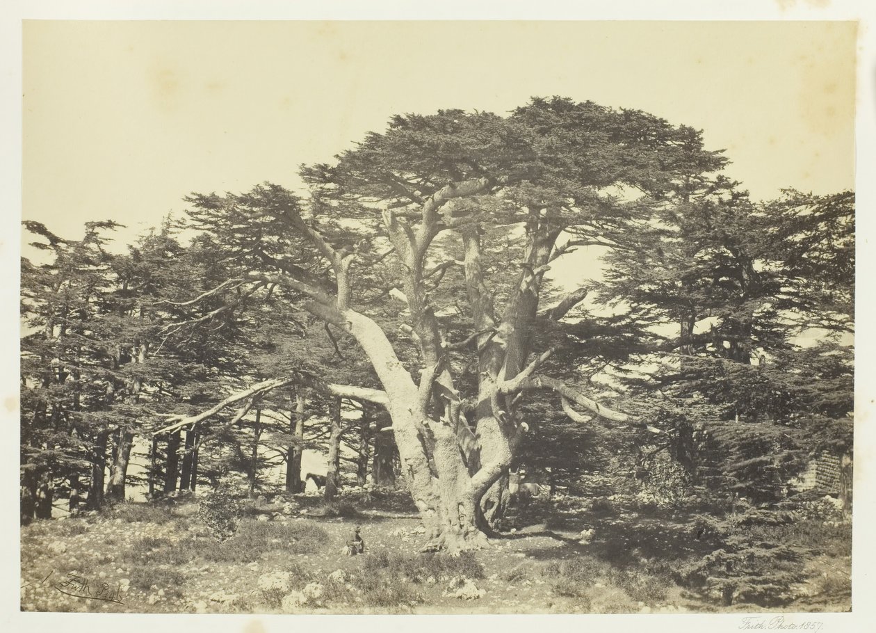 最大的雪松，黎巴嫩山，1857年。 作者 弗朗西斯·弗里斯