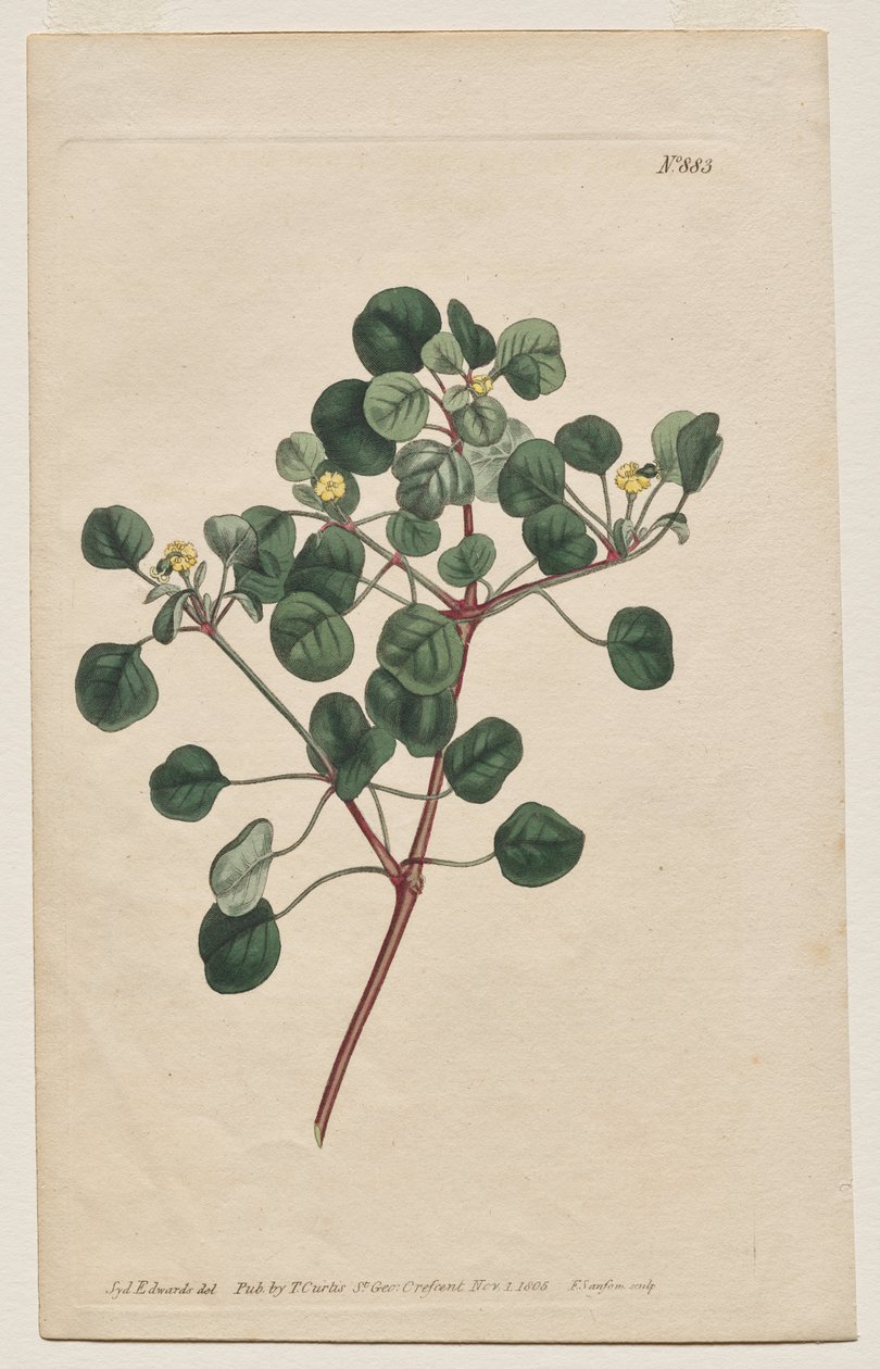 植物杂志或花圃展示：图版 883，Euphorbia Petiolaris。长柄刺玫 作者 弗朗西斯·桑索姆