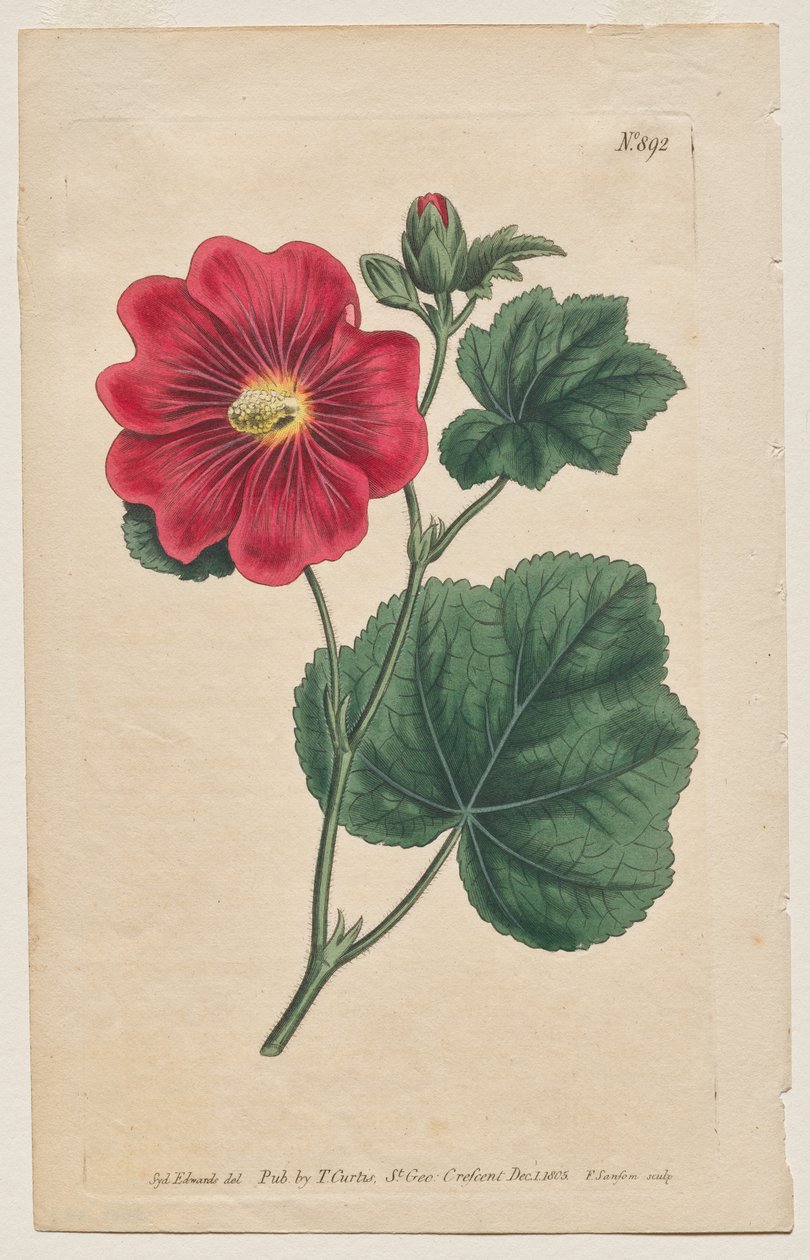 展示的植物杂志或花圃：图版 892，Althaea Flexuosa。Seringapatam 冬青.蔷薇 作者 弗朗西斯·桑索姆