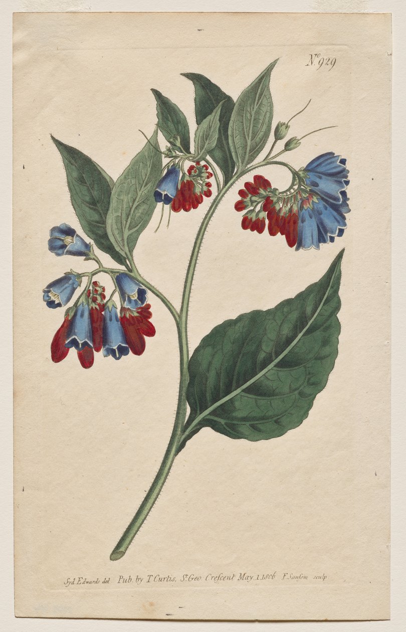植物杂志或花圃展示：图版 929，Symphyum Asperrim。刺紫草。[刺紫草］ 作者 弗朗西斯·桑索姆