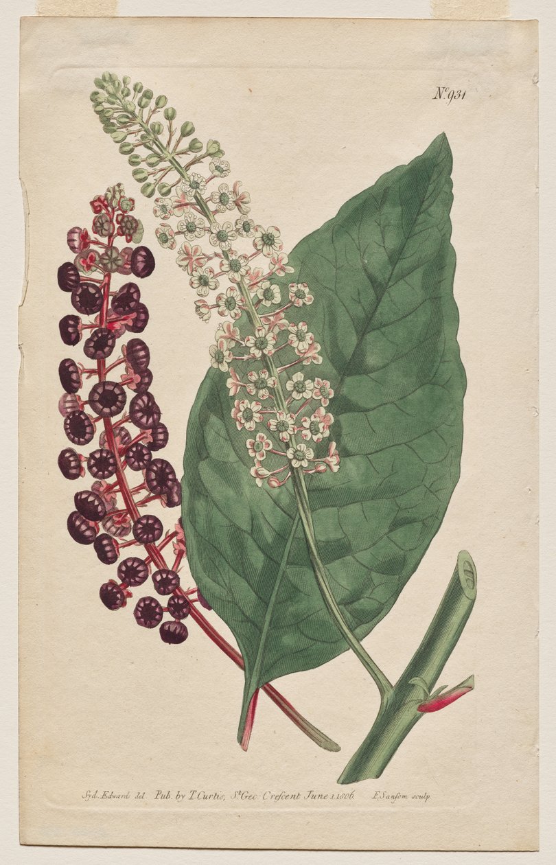 展示的植物杂志或花圃：图版 931，Phytolacca Decandra。弗吉尼亚啄木鸟[美国植物] 作者 弗朗西斯·桑索姆