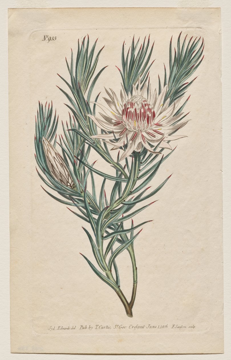 植物杂志或花圃展示：图版 933，Protea mucronifolia。匕首叶山茶花。[山龙眼］ 作者 弗朗西斯·桑索姆