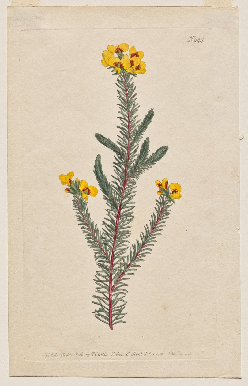 展示的植物杂志或花圃：图版 944，Dillwynia Glaberrima。光滑叶 Dillwynnia。[Dillwynia ericifolia gaberrima］ 作者 弗朗西斯·桑索姆