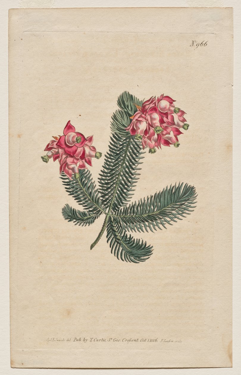 展示的植物杂志或花圃：图版 966，Erica Elegans。优雅的石南花 [Erica glauca] 作者 弗朗西斯·桑索姆