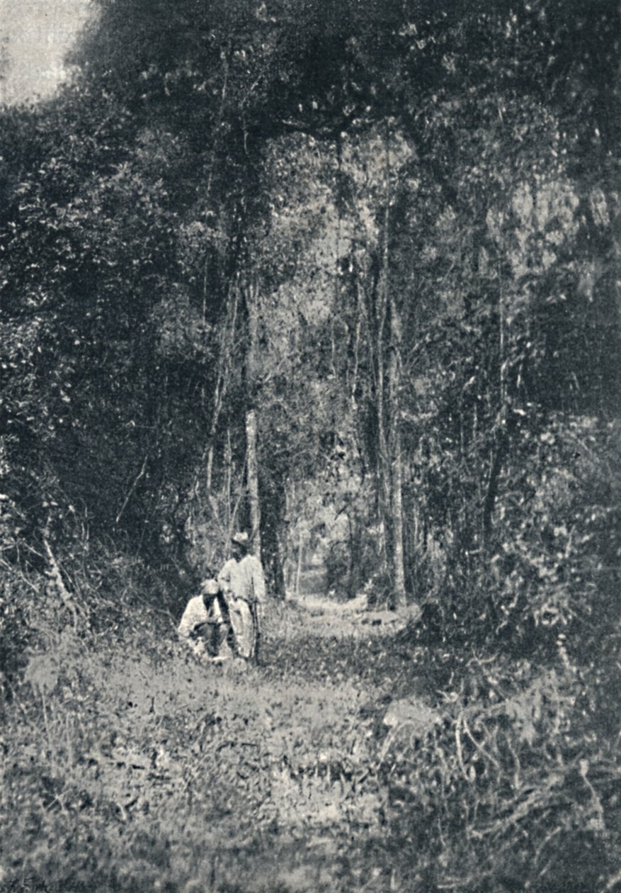 高巴拉那路，1895年 作者 弗朗西斯科·亨斯勒