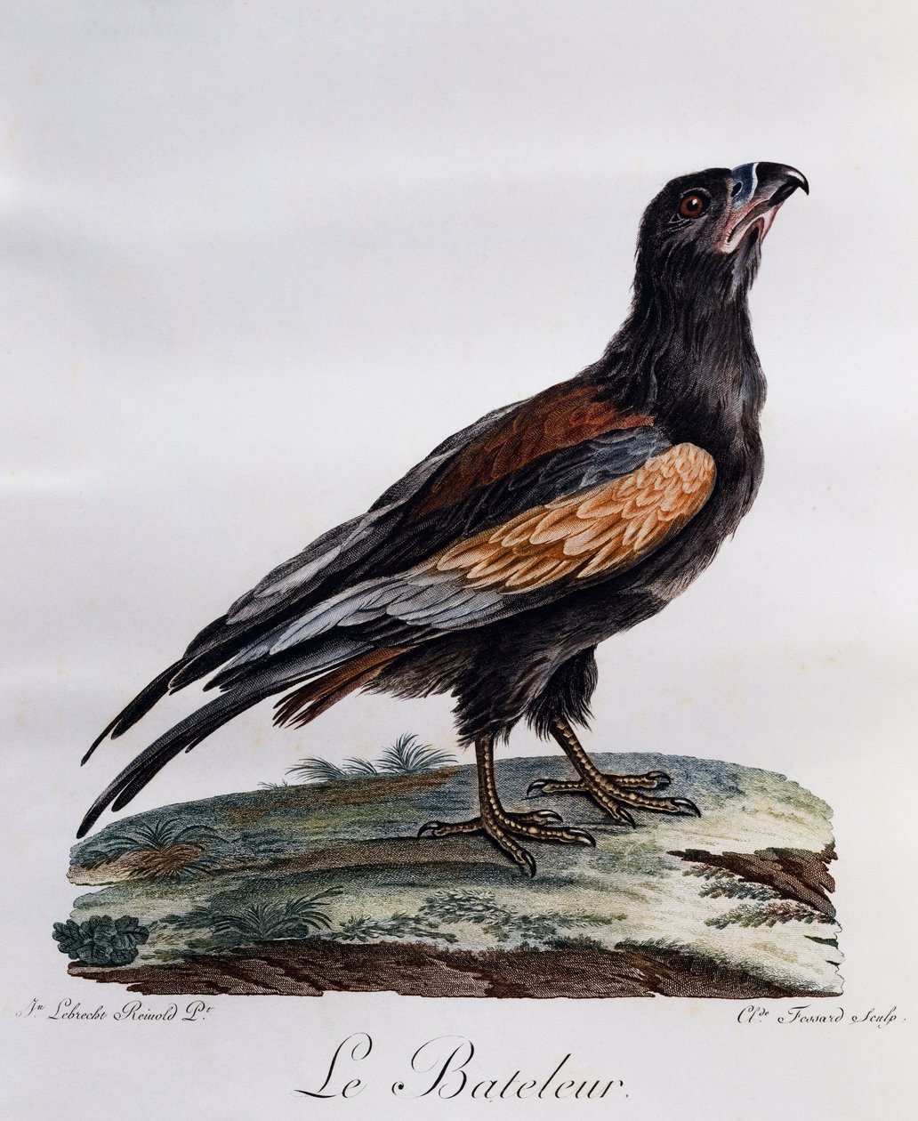 成年船夫（Terathopius ecaudatus），雕刻自《非洲自然鸟类史》。 作者 弗朗索瓦·勒·威兰特
