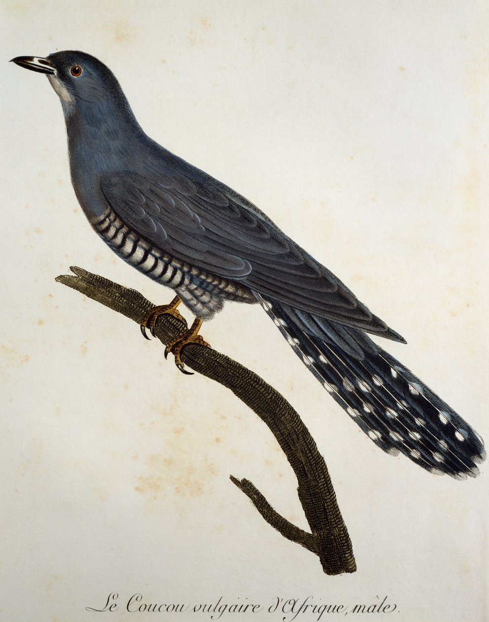 非洲杜鹃 (Cuculus gularis)，雕刻自 Histoire Naturelle des Oiseaux d