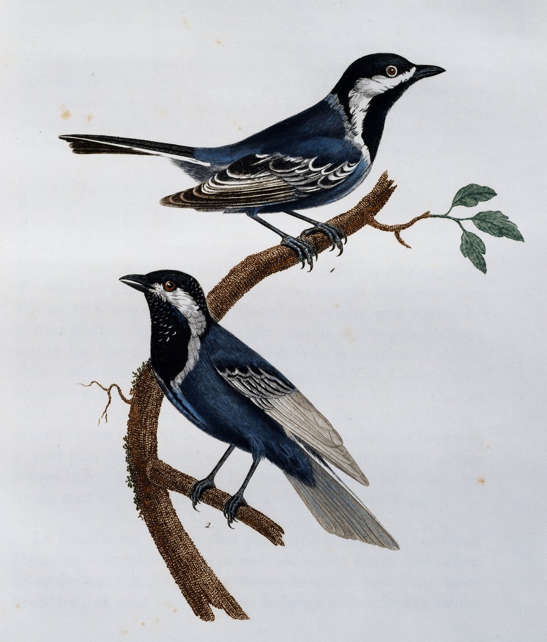 灰山雀（Parus cinerascens），雕刻自《非洲自然鸟类史》。 作者 弗朗索瓦·勒·威兰特