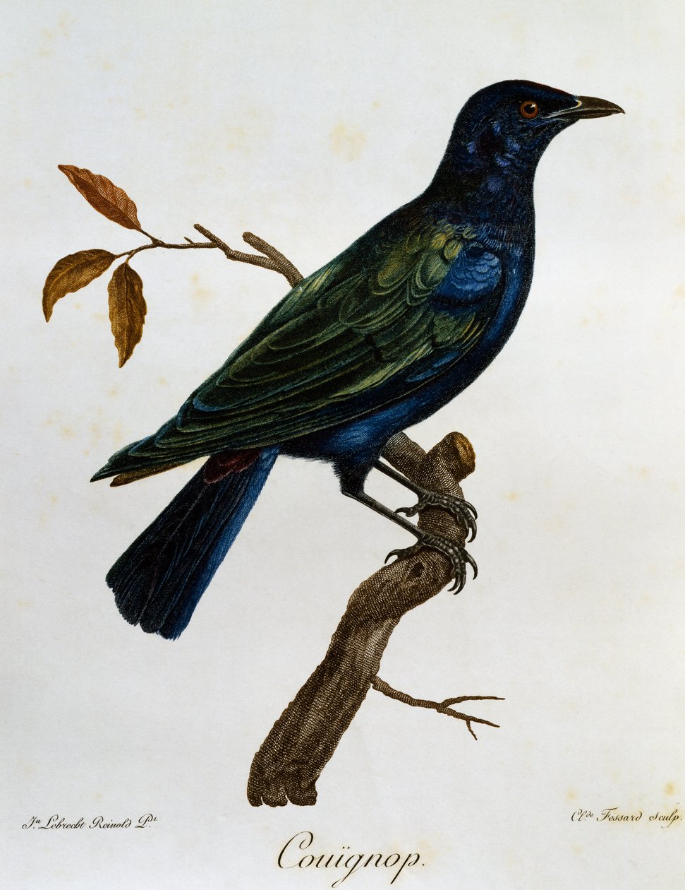 黑腹光泽椋鸟（Lamprotornis corruscus），来自《非洲自然鸟类史》的雕刻。 作者 弗朗索瓦·勒·威兰特