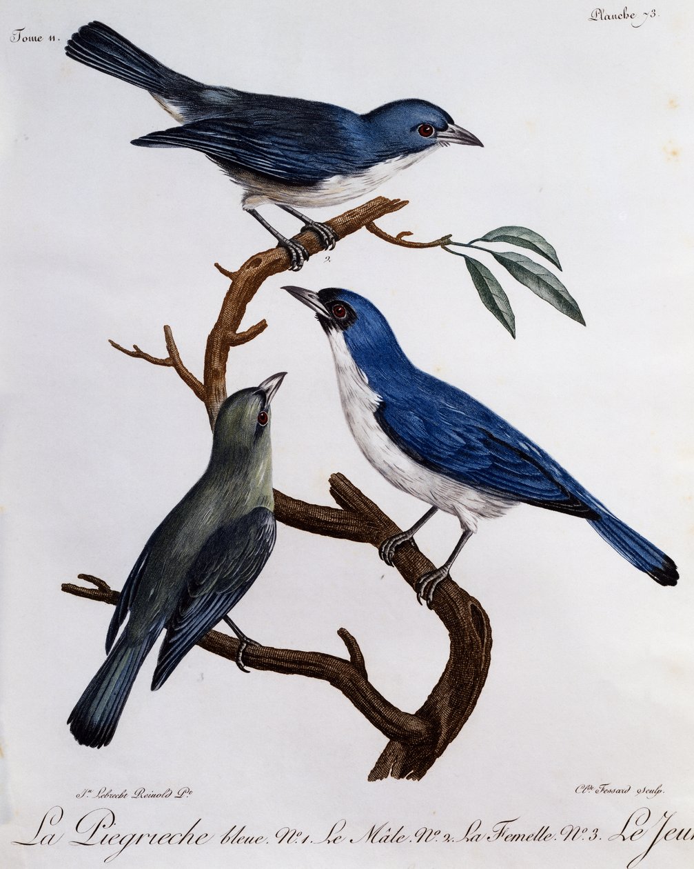 Blue Vanga (Cyanolanius madagascarinus)，来自 Histoire Naturelle des Oiseaux d
