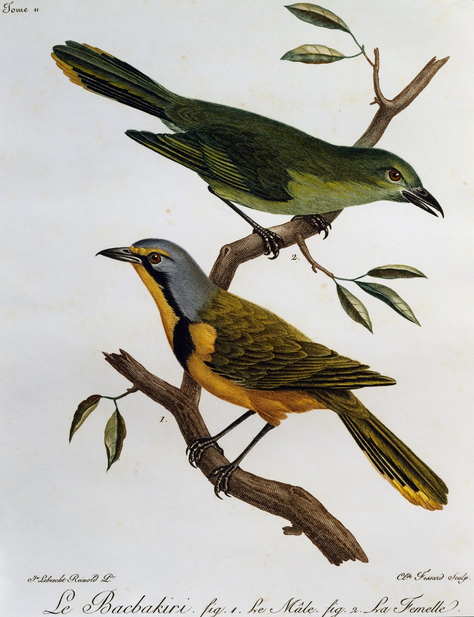 Bokmakierie Bushshrike (Telophorus zeylonus), 雕刻自 Histoire Naturelle des Oiseaux d