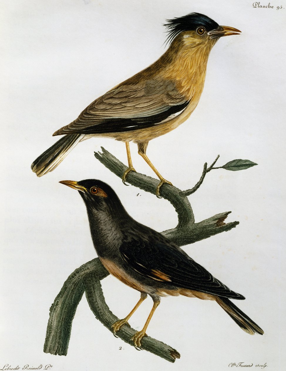 Brahminy Starling (Sturnus pagodarum) 和下面的 Bank Myna (Acridotheres ginginianus)，雕刻自 Histoire Naturelle des Oiseaux d