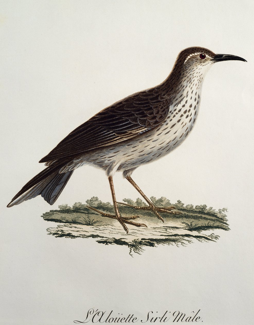 长嘴角雄性 (Certhilauda curvirostris)，雕刻自 Histoire Naturelle des Oiseaux d