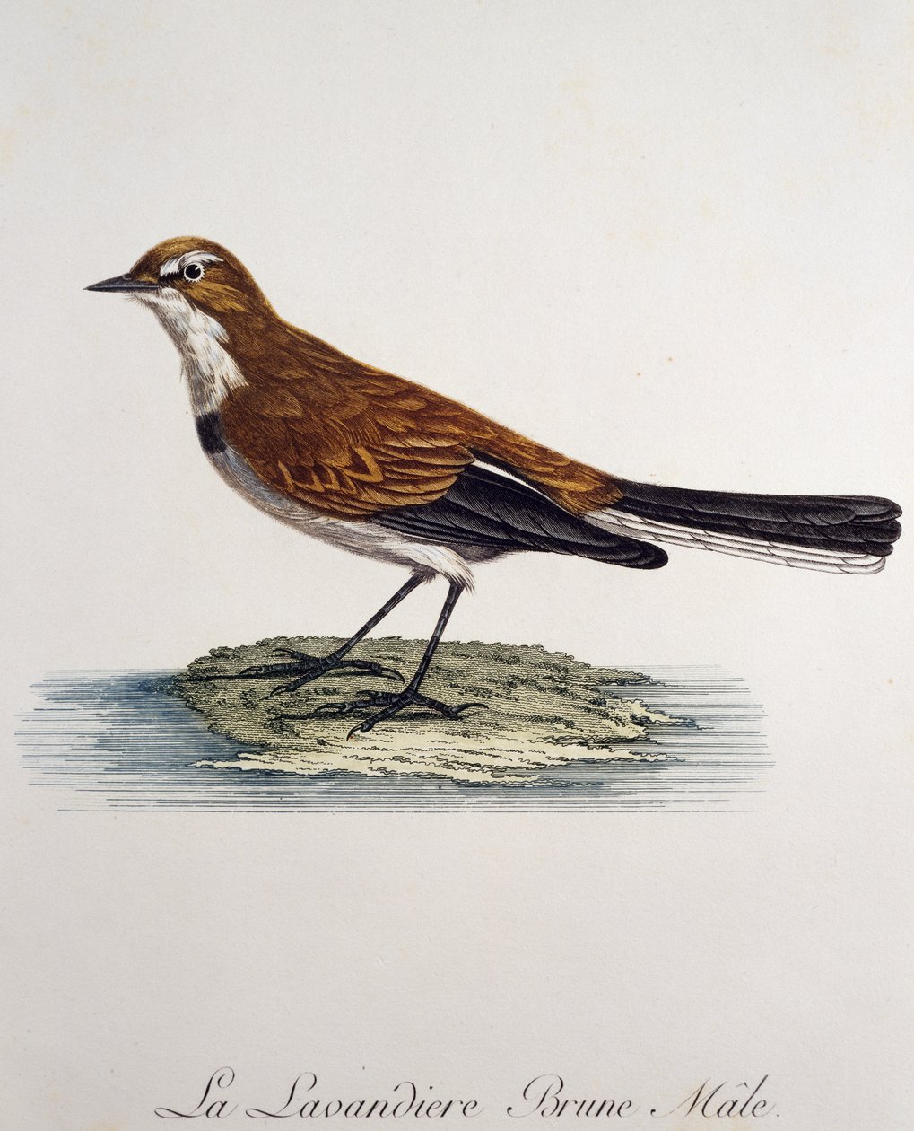 雄性海角鱼（Motacilla capensis），法国Francois Le Vaillant（1753-1824）的《非洲自然鸟类史》中的雕刻品。 作者 弗朗索瓦·勒·威兰特