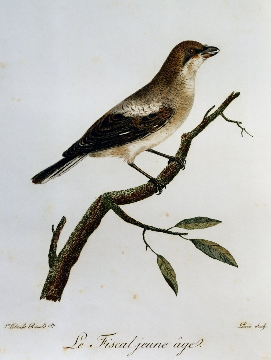 Common Fiscal (Laniuscollis)，雕刻自 Histoire Naturelle des Oiseaux d