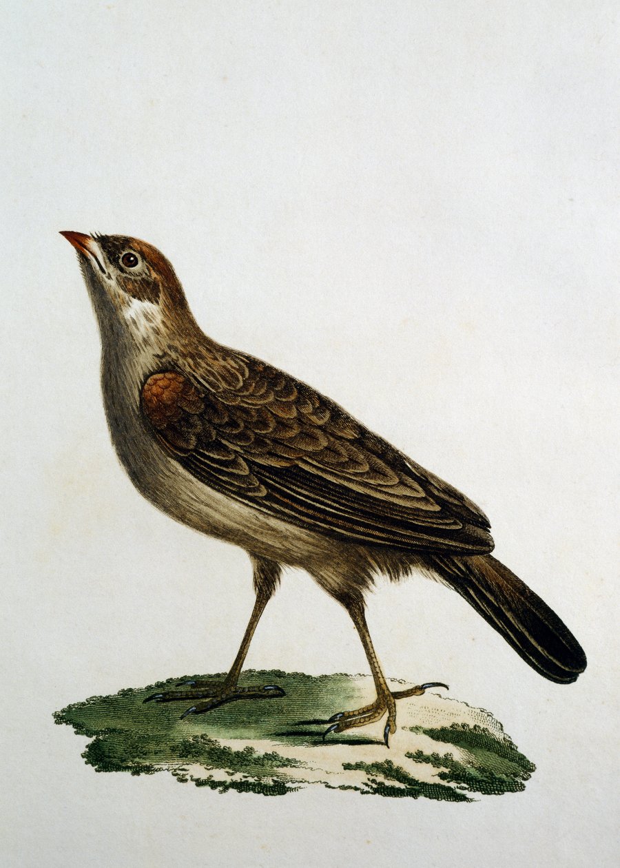 女布谷鸟滚轮，雕刻自 Histoire Naturelle des Oiseaux d