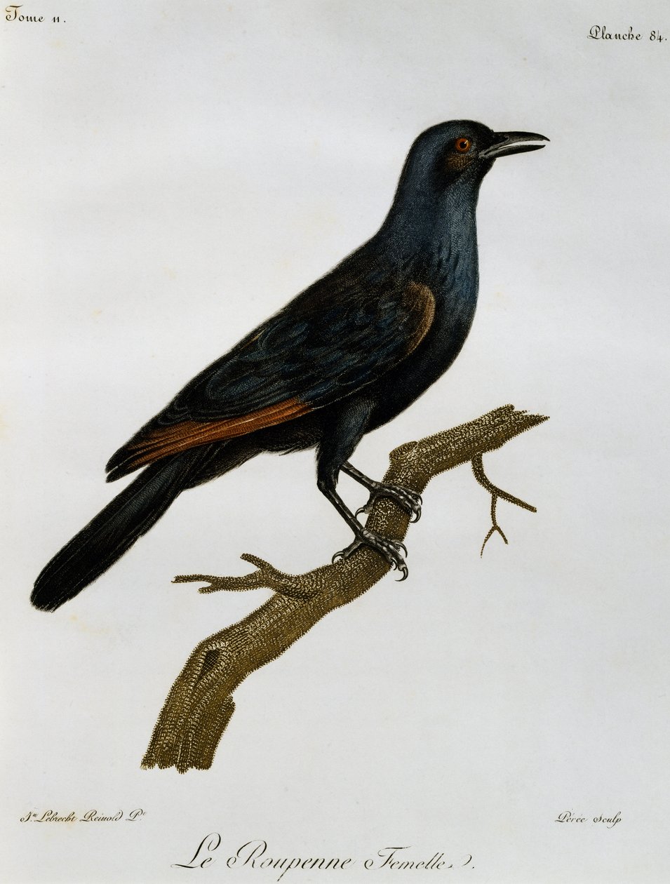 雌性红翅椋鸟（Onychognathus morio），雕刻自《非洲自然鸟类史》。 作者 弗朗索瓦·勒·威兰特
