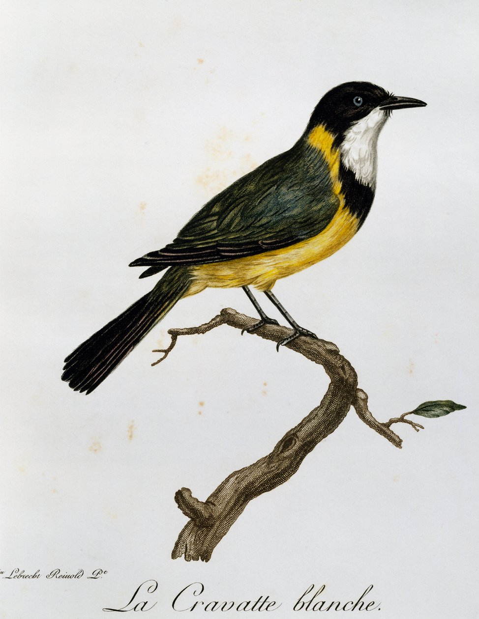 金哨兵（Pachycephala pectoralis），雕刻自《非洲自然鸟类史》。 作者 弗朗索瓦·勒·威兰特