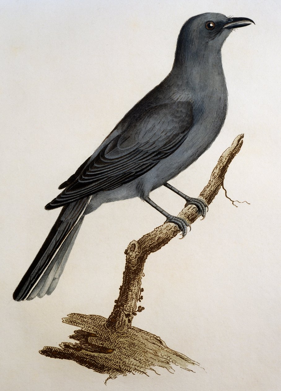 灰色杜鹃 (Coracina caesia)，雕刻自 Histoire Naturelle des Oiseaux d