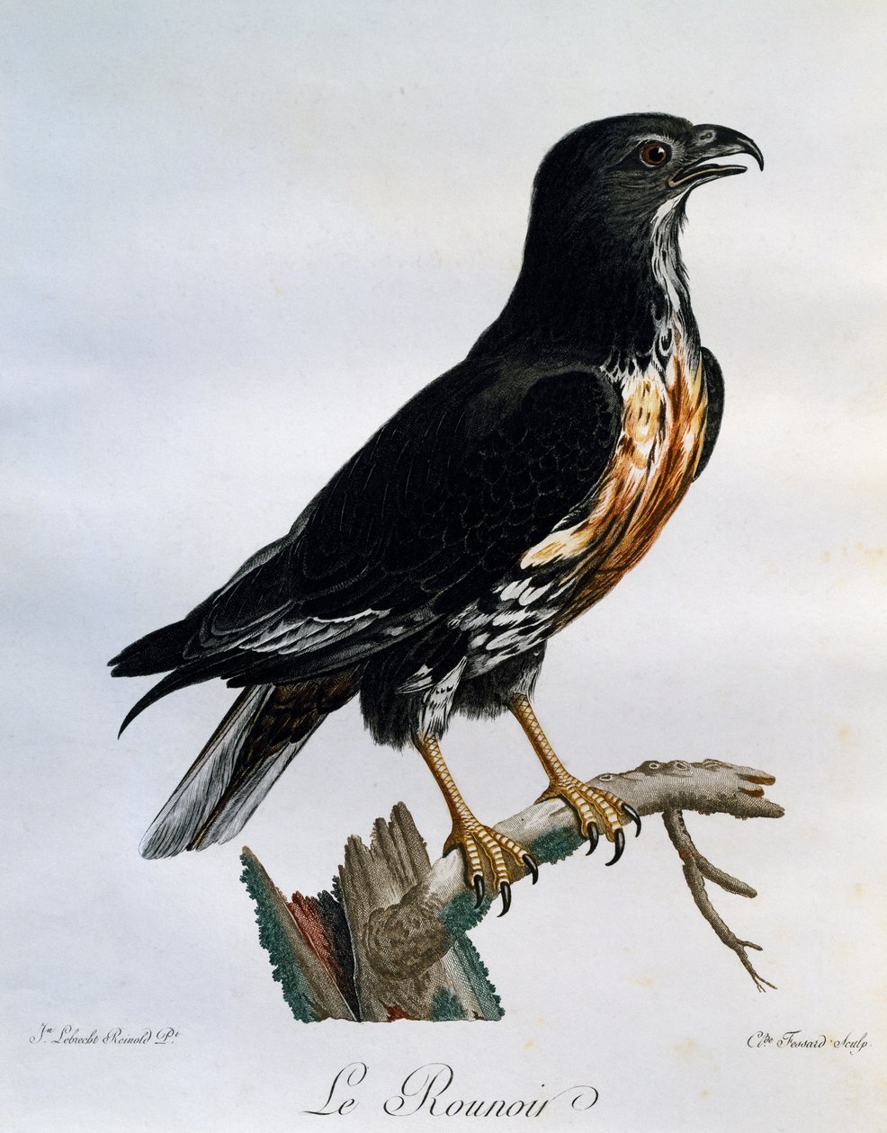 豺狼 (Buteo rufofuscus)，雕刻自非洲鸟类的自然历史 作者 弗朗索瓦·勒·威兰特