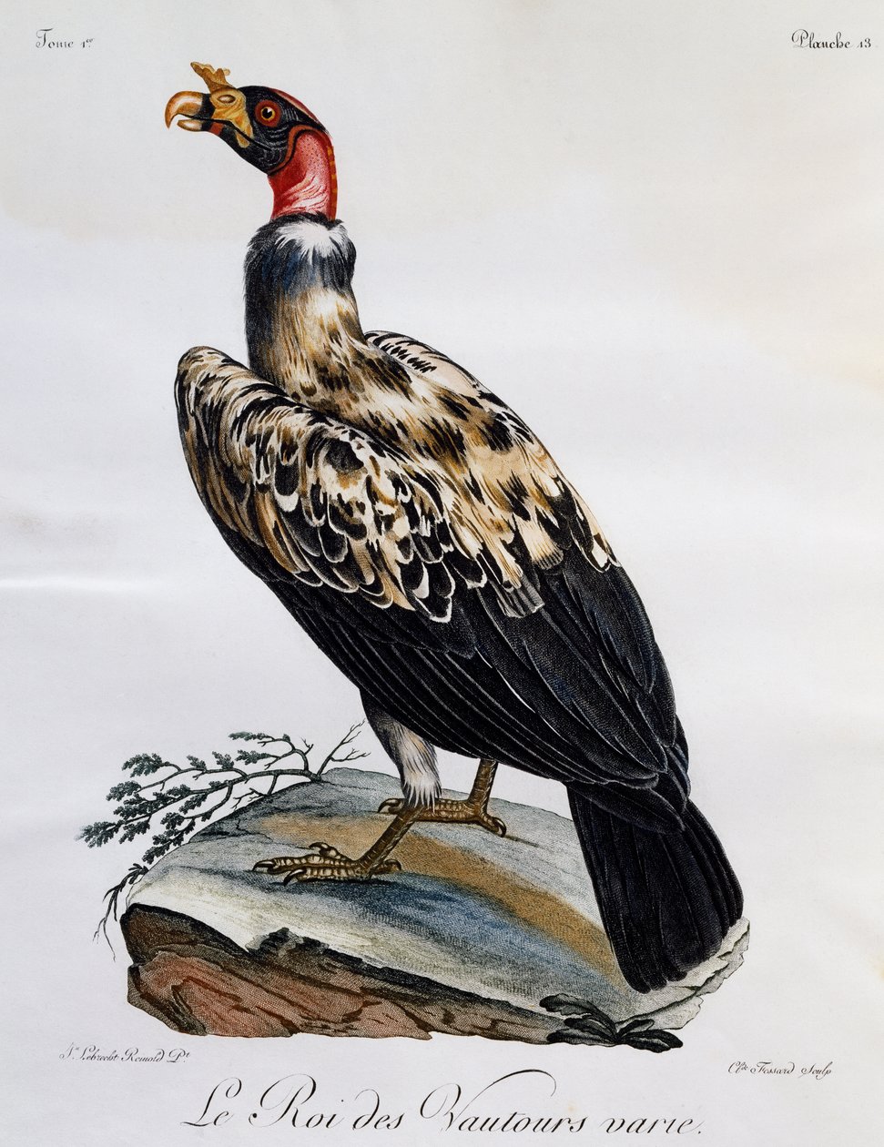 秃鹫王 (Sarcoramphus papa)，来自非洲鸟类自然历史的雕刻 作者 弗朗索瓦·勒·威兰特