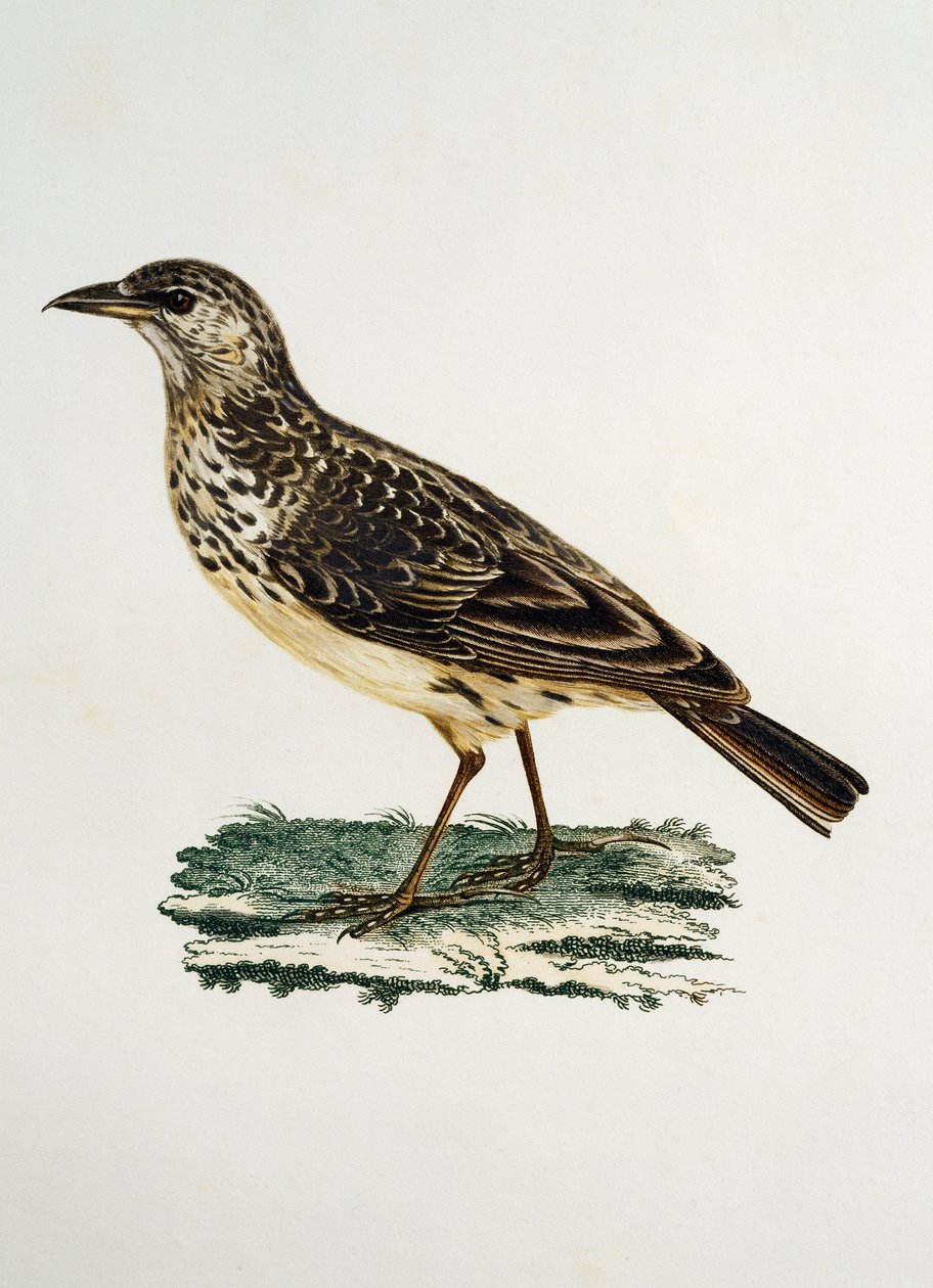 大嘴百灵 (Galerida magnirostris)，雕刻自 Histoire Naturelle des Oiseaux d
