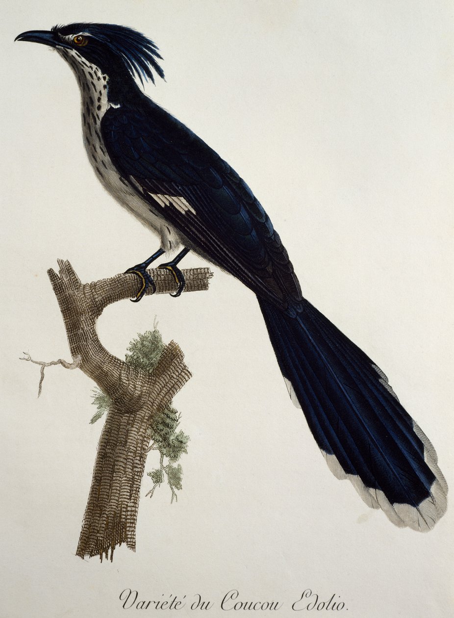 Levaillant 的杜鹃 (Clamator levaillantii)，雕刻自 Histoire Naturelle des Oiseaux d