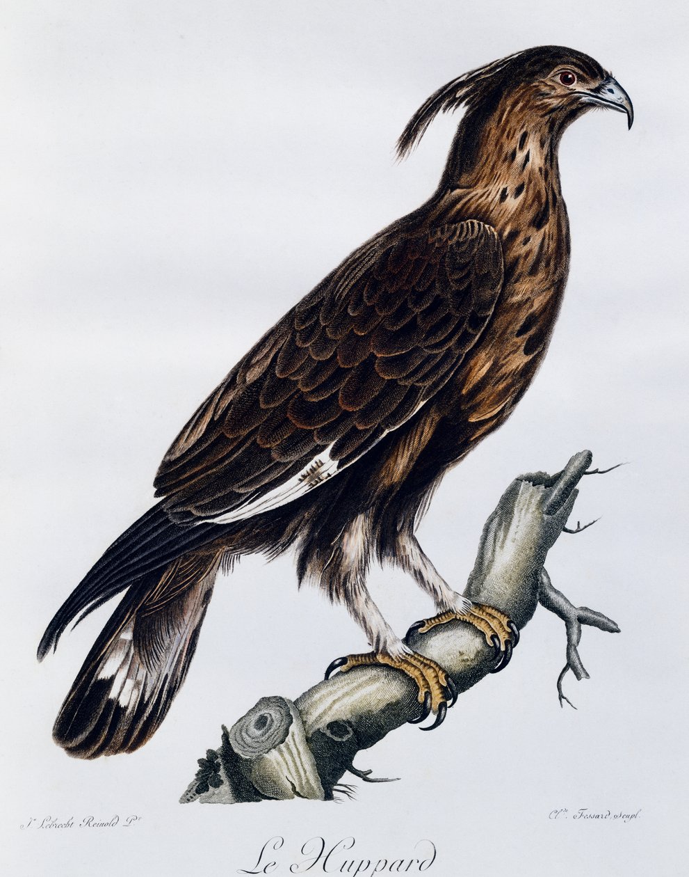 长冠鹰（Lophaetus occipitalis），雕刻自《非洲自然鸟类史》。 作者 弗朗索瓦·勒·威兰特