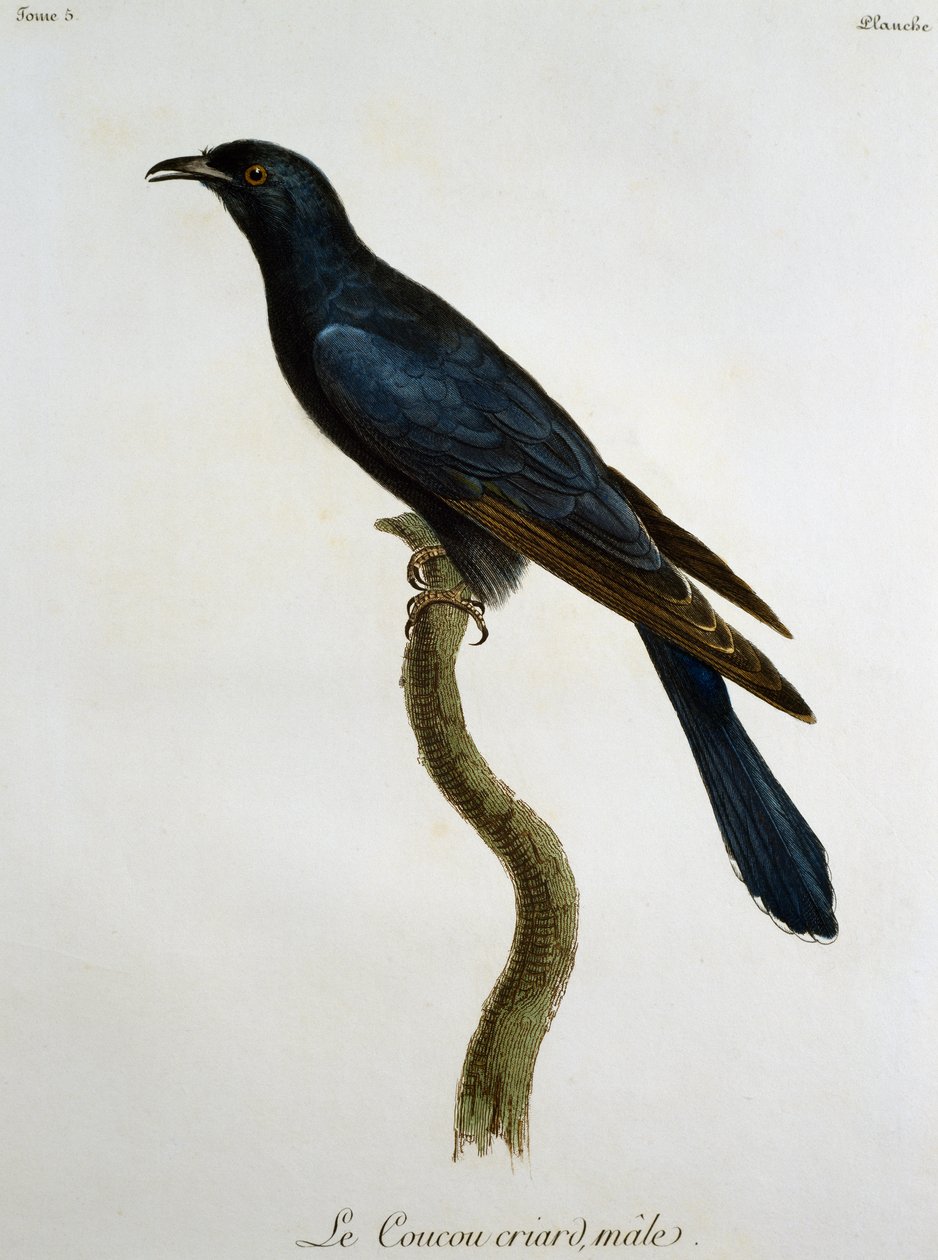 雄性黑鹃（Cuculus clamosus），法国Francois Le Vaillant（1753-1824）的《非洲自然鸟类史》中的雕版。 作者 弗朗索瓦·勒·威兰特
