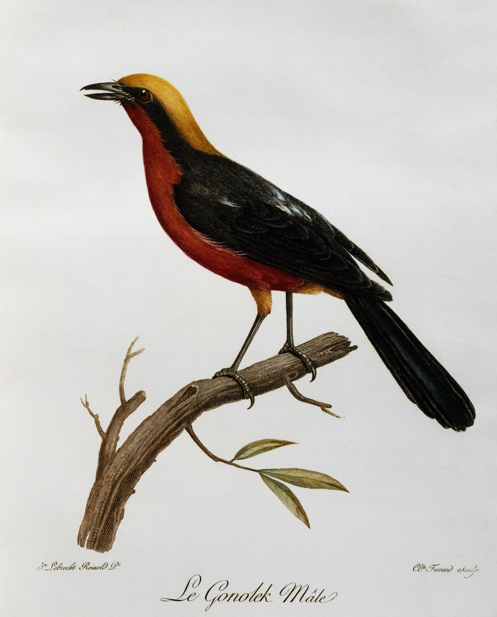 男性普通 Gonolek (Laniarius barbarus)，雕刻自 Histoire Naturelle des Oiseaux d