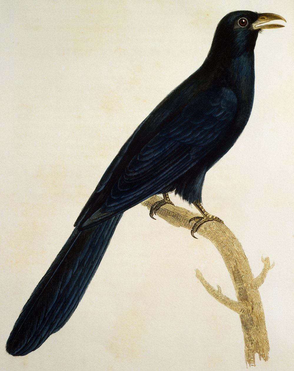 大嘴雄性布谷鸟，法国Francois Le Vaillant (1753-1824)的《非洲鸟类自然史》中的雕版。 作者 弗朗索瓦·勒·威兰特