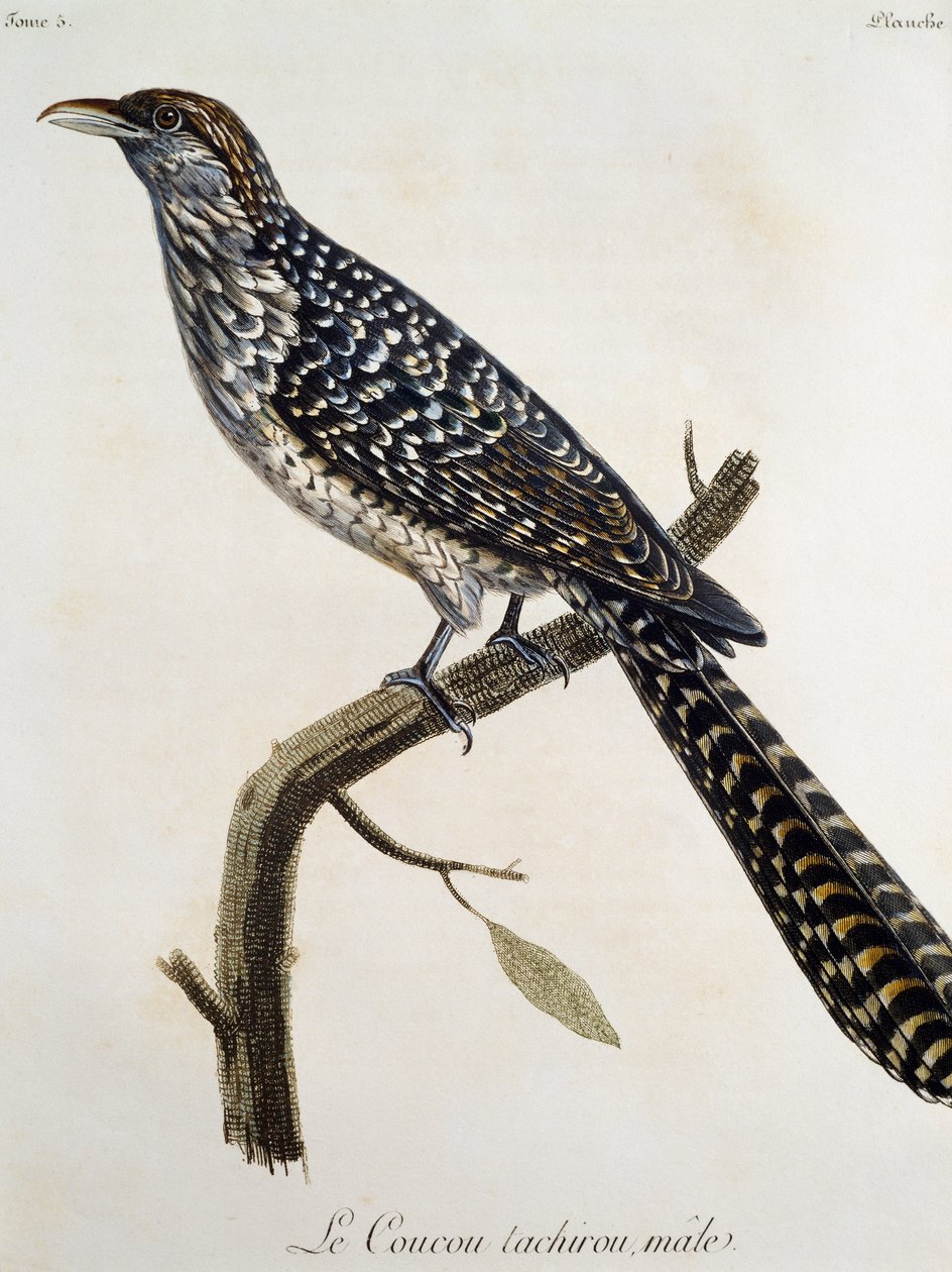 男性 Coucou tachirou，雕刻自 Histoire Naturelle des Oiseaux d