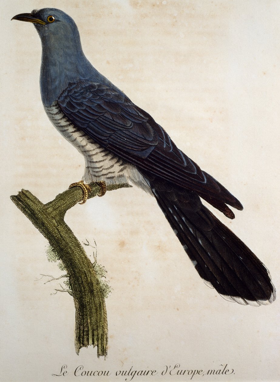 雄性欧亚布谷鸟（Cuculus canorus），法国 Francois Le Vaillant（1753-1824 年）《非洲鸟类自然史》中的版画 作者 弗朗索瓦·勒·威兰特