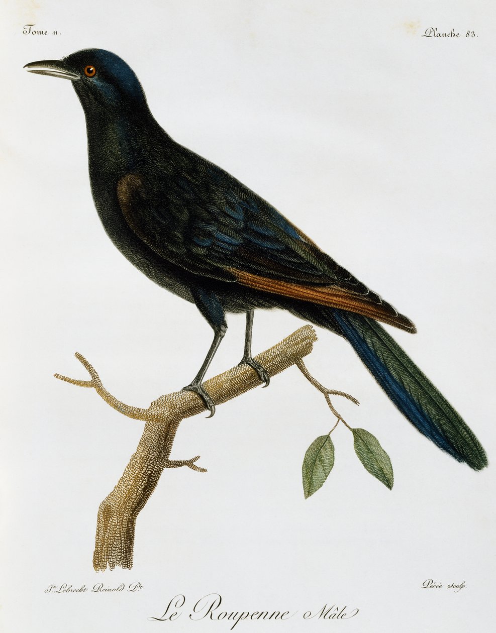 雄性红翅椋鸟 (Onychognathus morio)，来自 Histoire Naturelle des Oiseaux d