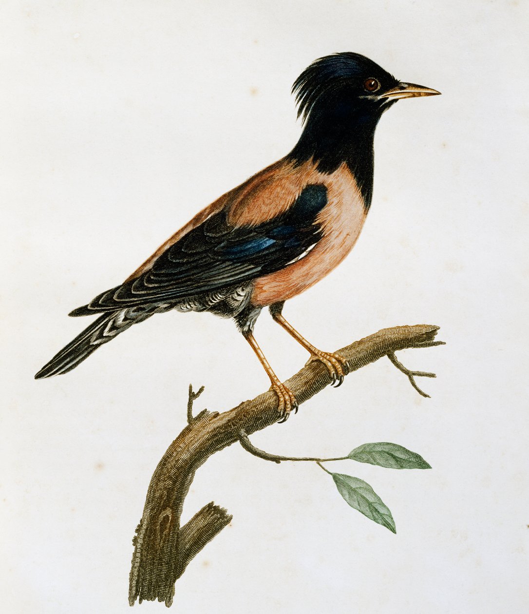 雄性玫瑰红椋鸟（Sturnus roseus），雕刻自《非洲自然鸟类史》（Histoire Naturelle des Oiseaux d