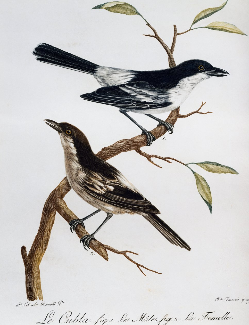 黑背海雀 (Dryoscopus cubla) 的雄性和雌性，雕刻自 Histoire Naturelle des Oiseaux d