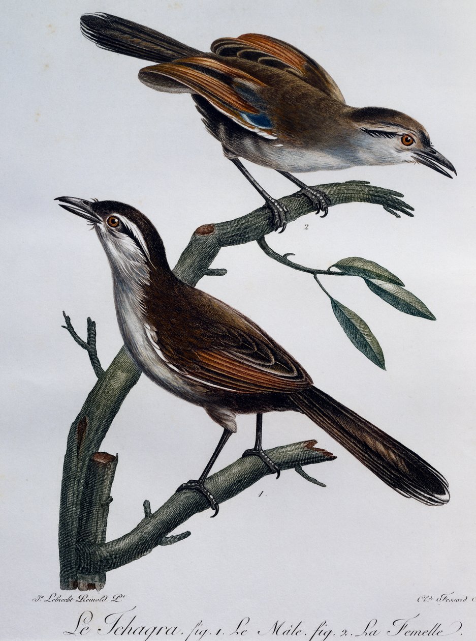 黑冠 Tchagra (Tchagra senegalus) 的男性和女性，雕刻自 Histoire Naturelle des Oiseaux d