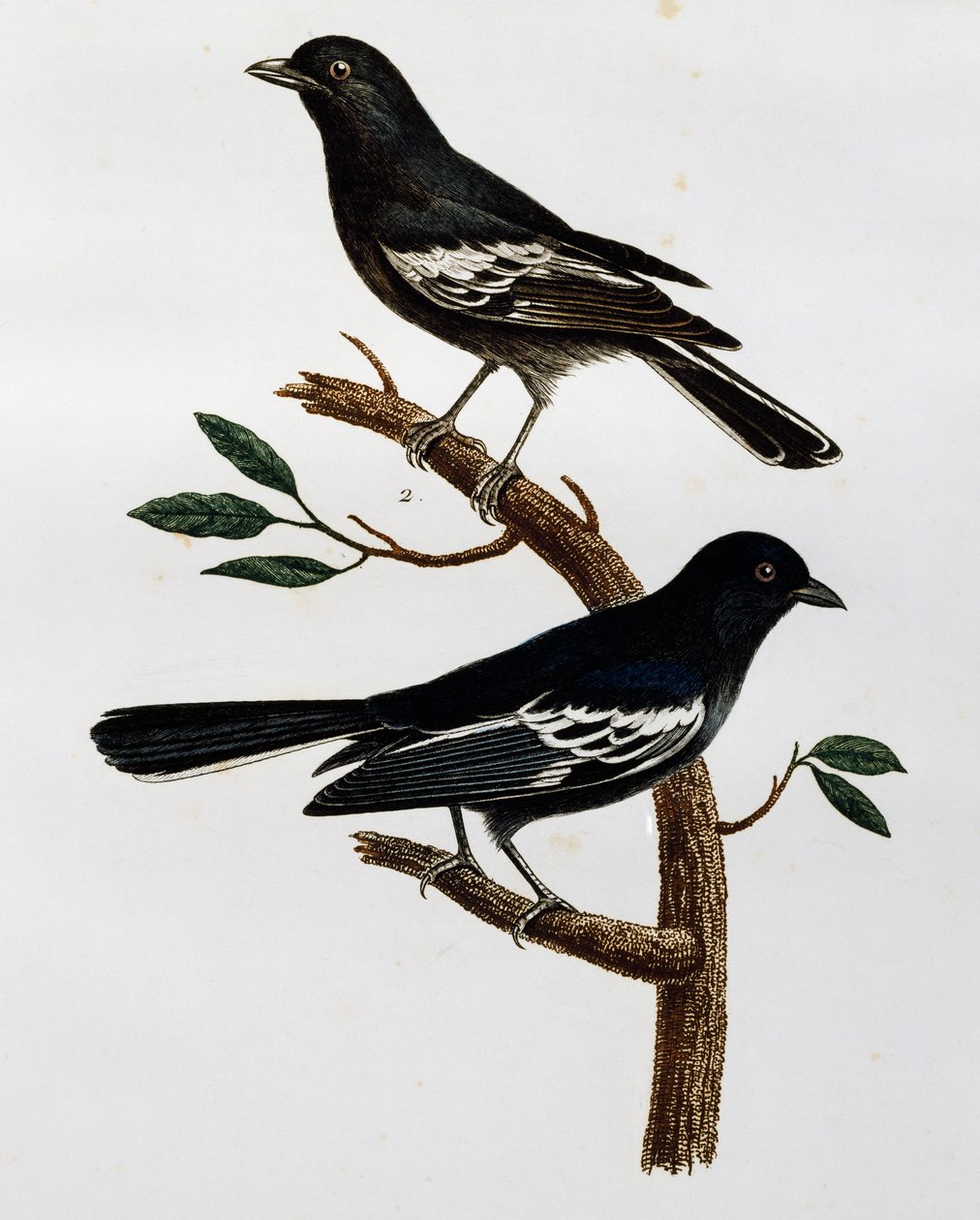 黑山雀（Parus niger）的雄性和雌性，来自 Histoire Naturelle des Oiseaux d