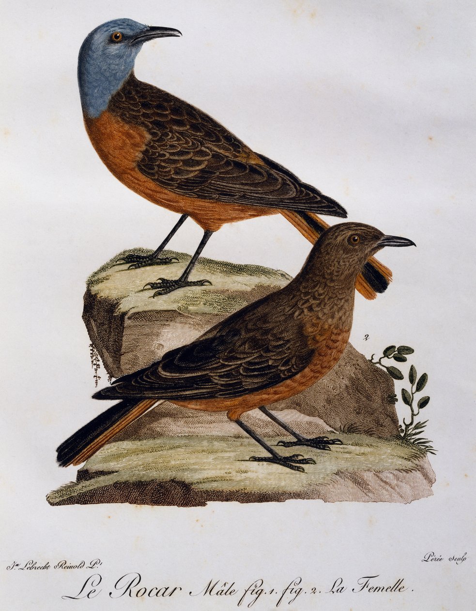 开普岩画眉 (Monticola rupestris) 的雄性和雌性，雕刻自 Histoire Naturelle des Oiseaux d