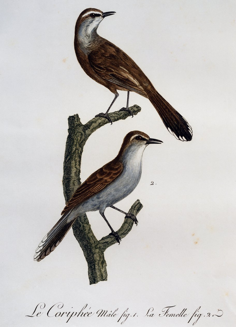 Karoo Scrub-Robin (Cercotrichas coryphoeus) 的雄性和雌性，雕刻自 Histoire Naturelle des Oiseaux d