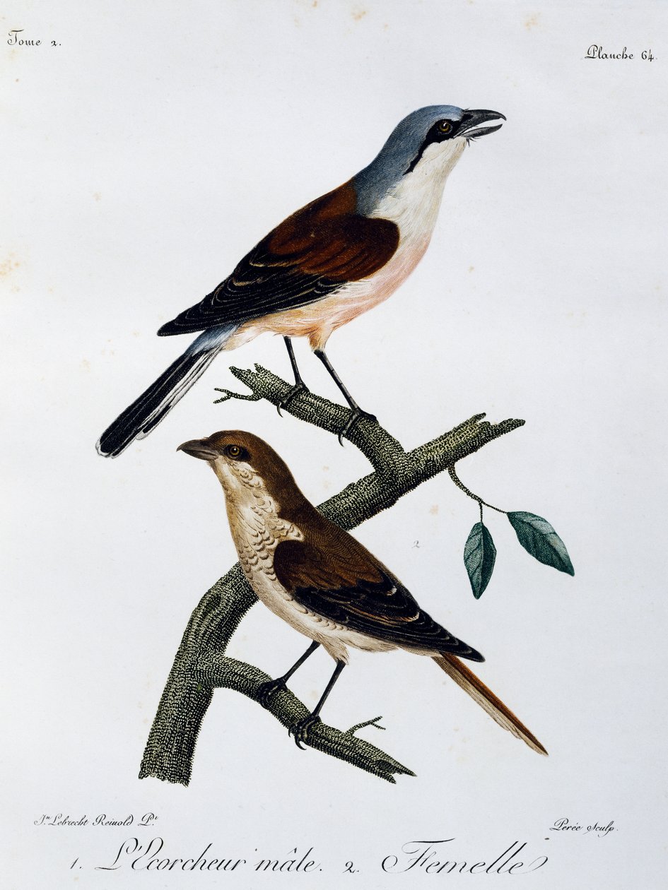 雄性和雌性红背伯劳 (Lanius collurio)，雕刻自 Histoire Naturelle des Oiseaux d