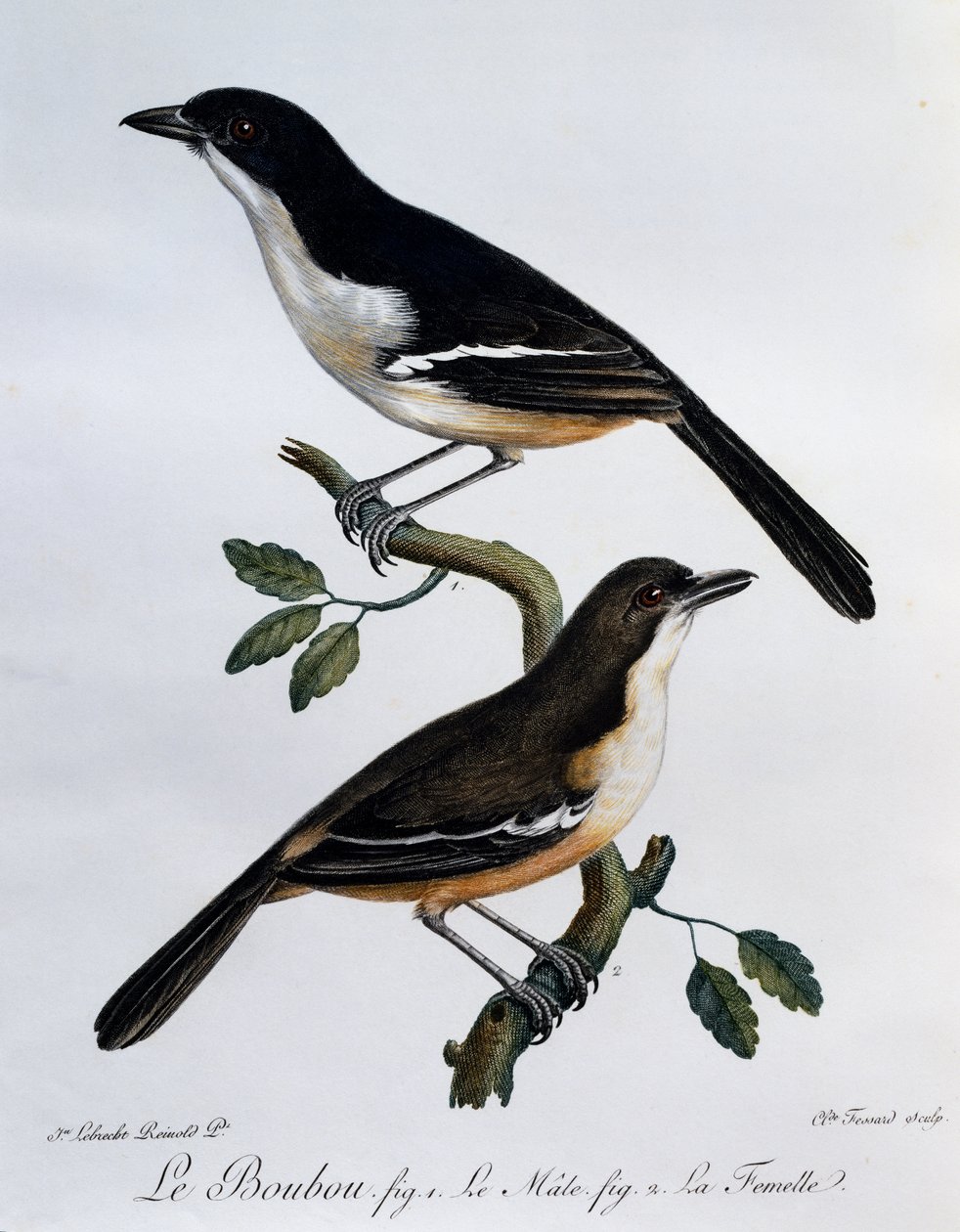 南部布袋鸟（Laniarius ferrugineus）的雄性和雌性，雕刻自《非洲自然鸟类史》。 作者 弗朗索瓦·勒·威兰特